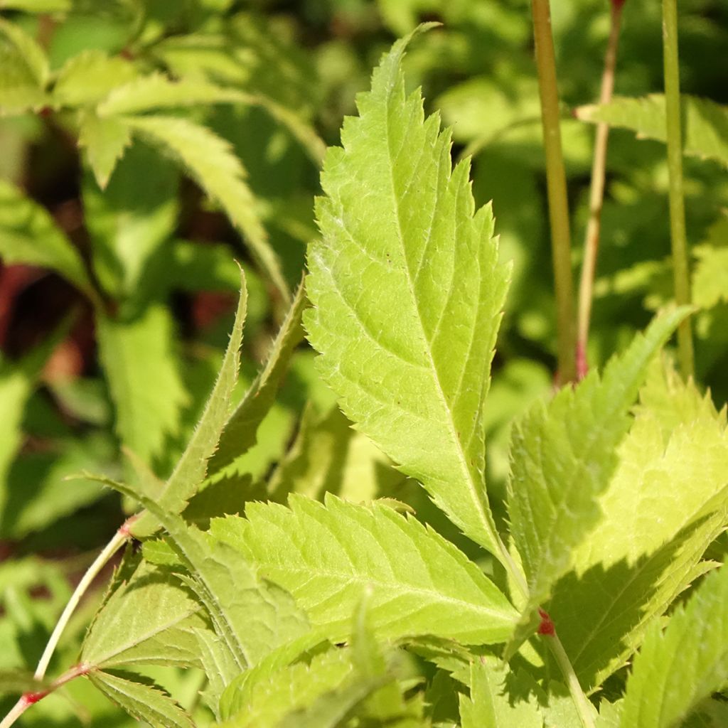 Astilbe Washington
