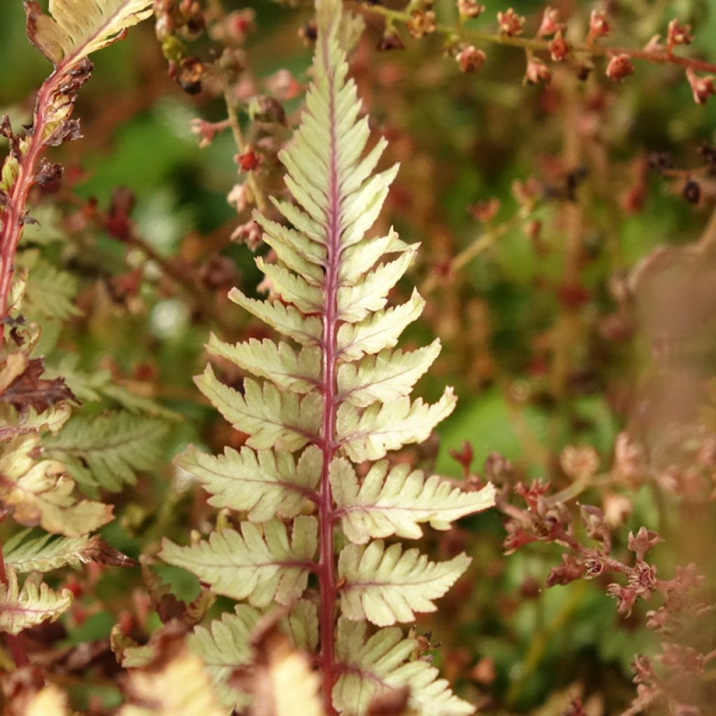 Athyrium niponicum Crested Surf - Fougère japonaise