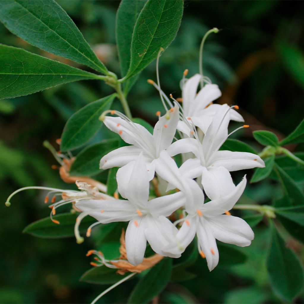 Azalée caduque - Azalea canescens