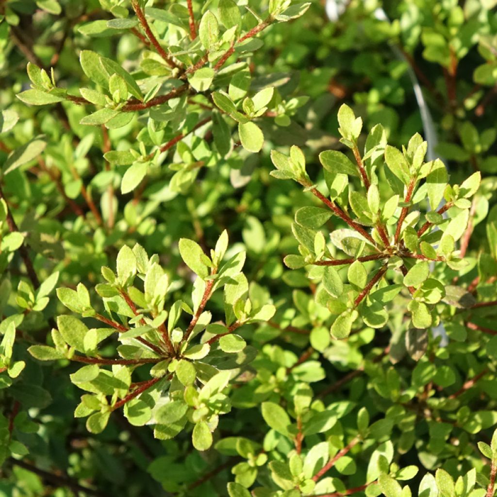 Azalea serpyllifolium - Rhododendron