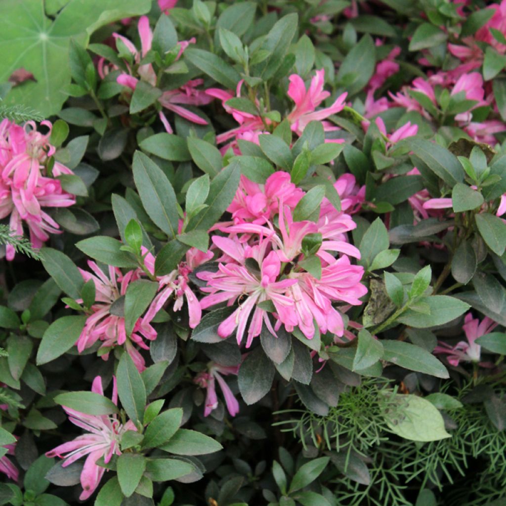 Azalée du Japon Pink Star