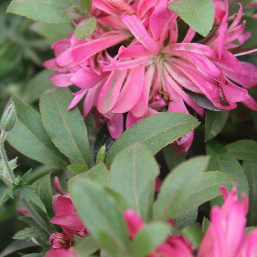 Azalée du Japon Pink Star