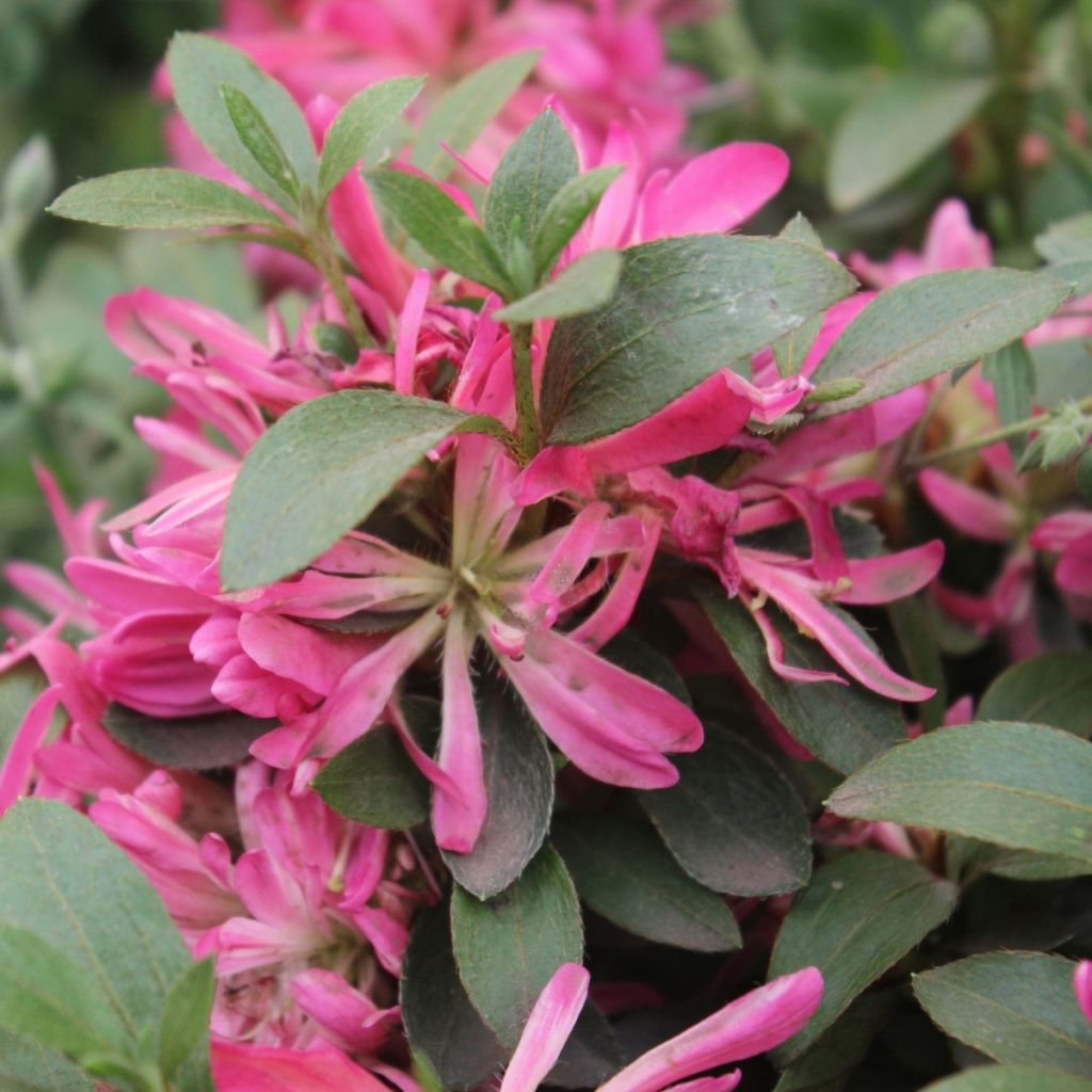 Azalée du Japon Pink Star