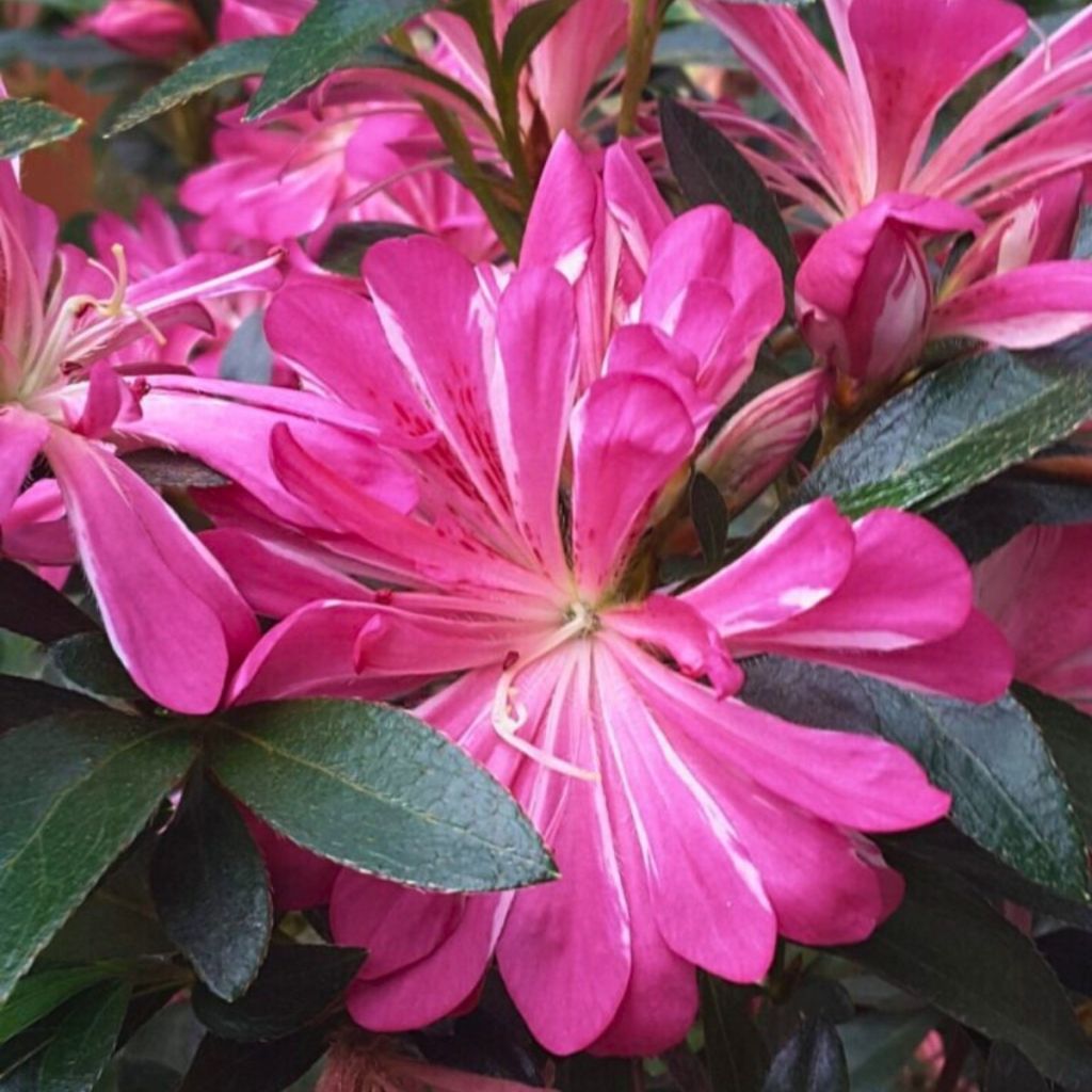 Azalée du Japon Pink Star