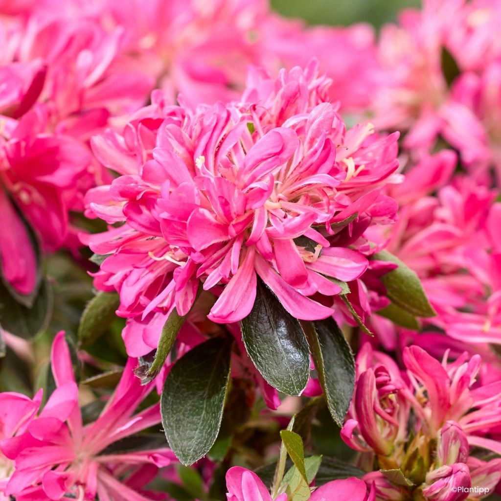 Azalée du Japon Pink Star