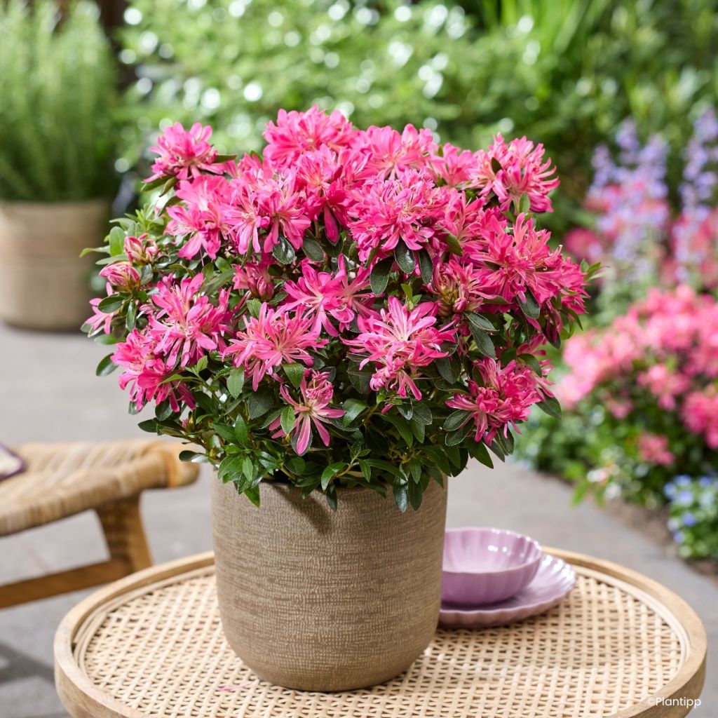 Azalée du Japon Pink Star