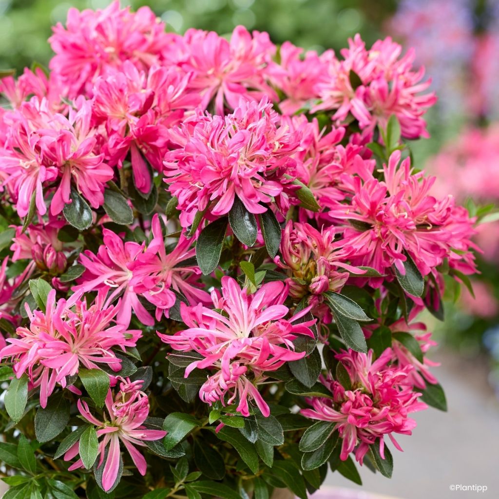 Azalée du Japon Pink Star