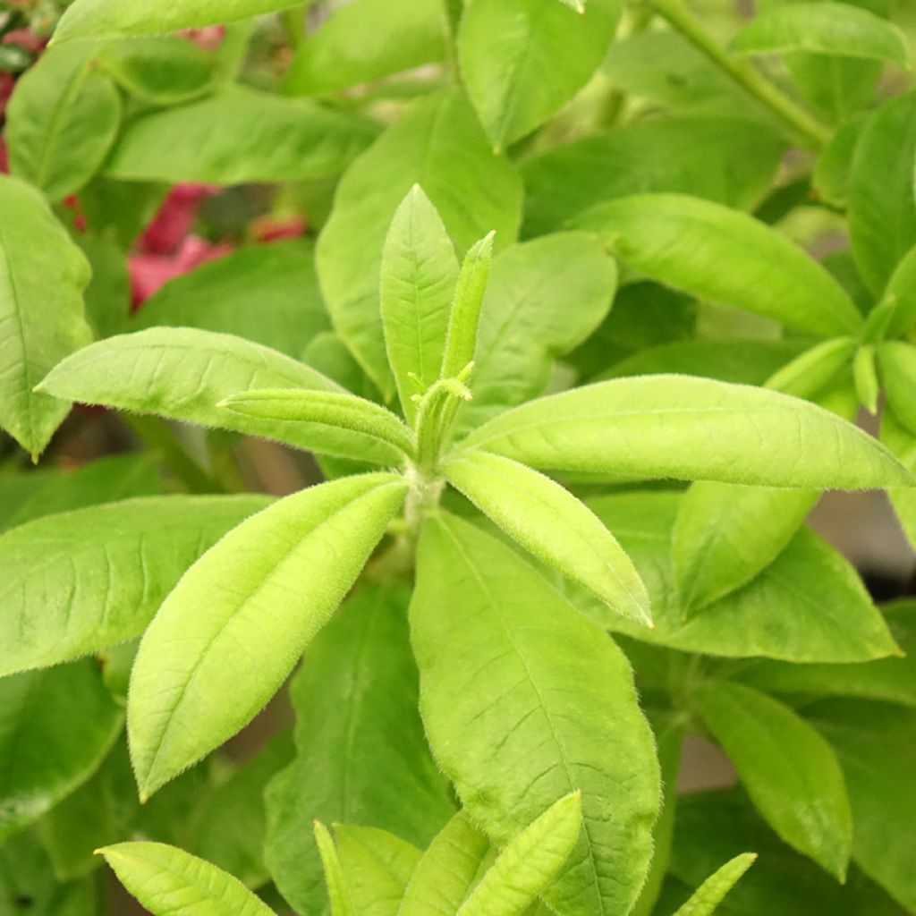 Azalée de Chine Demoiselles de Boutiguery Aurora - Rhododendron hybride