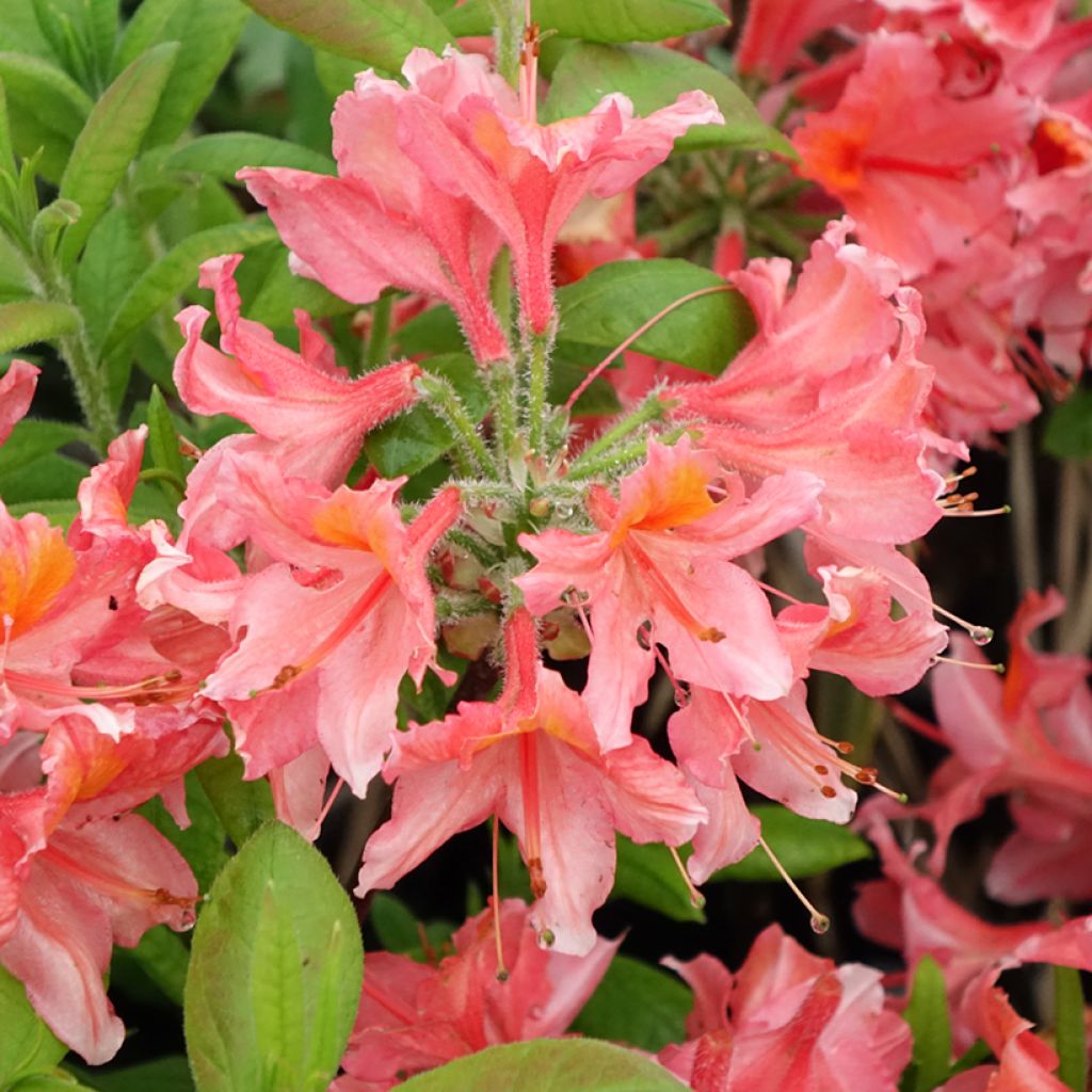 Azalée de Chine Demoiselles de Boutiguery Aurora - Rhododendron hybride