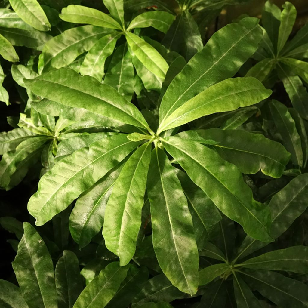 Azalée de Chine Demoiselles de Boutiguery Callista - Rhododendron hybride