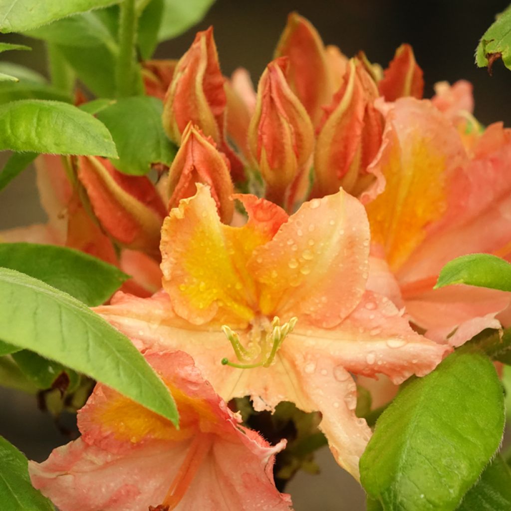 Azalée de Chine Demoiselles de Boutiguery Idylla - Rhododendron hybride