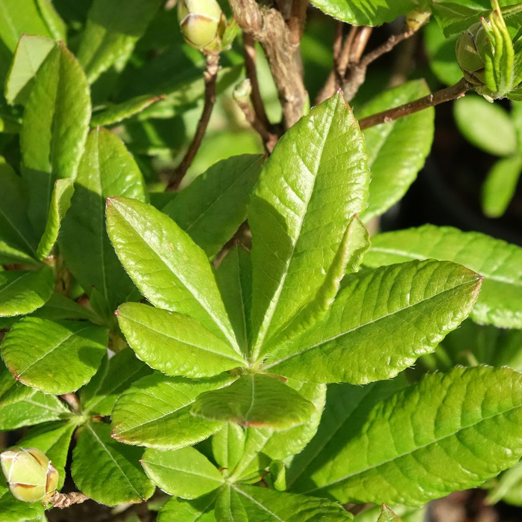 Azalée de Chine Rosata - Rhododendron viscosum 