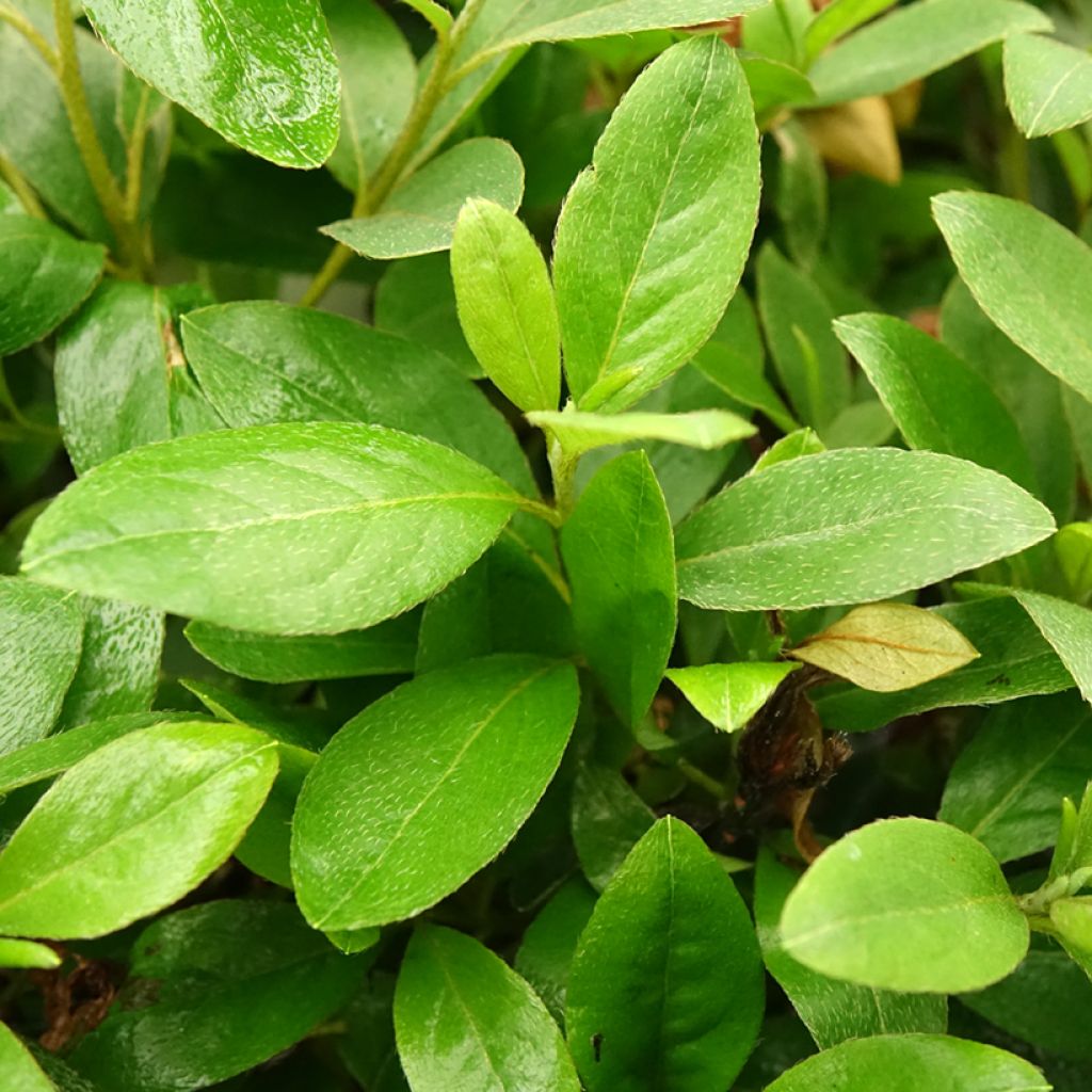 Azalée du Japon Al's Picotee - Rhododendron hybride
