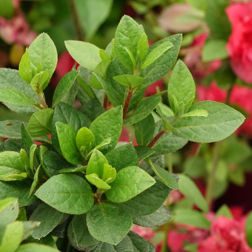 Azalée du Japon Christina - Rhododendron hybride.