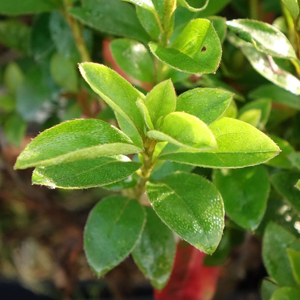 Azalée du Japon Elsie Lee - Rhododendron hybride