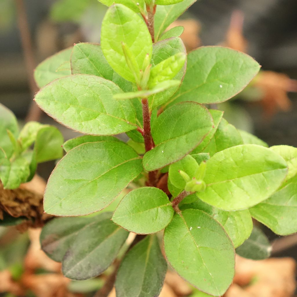 Azalée du Japon Flash Dance Pink – Rhododendron hybride