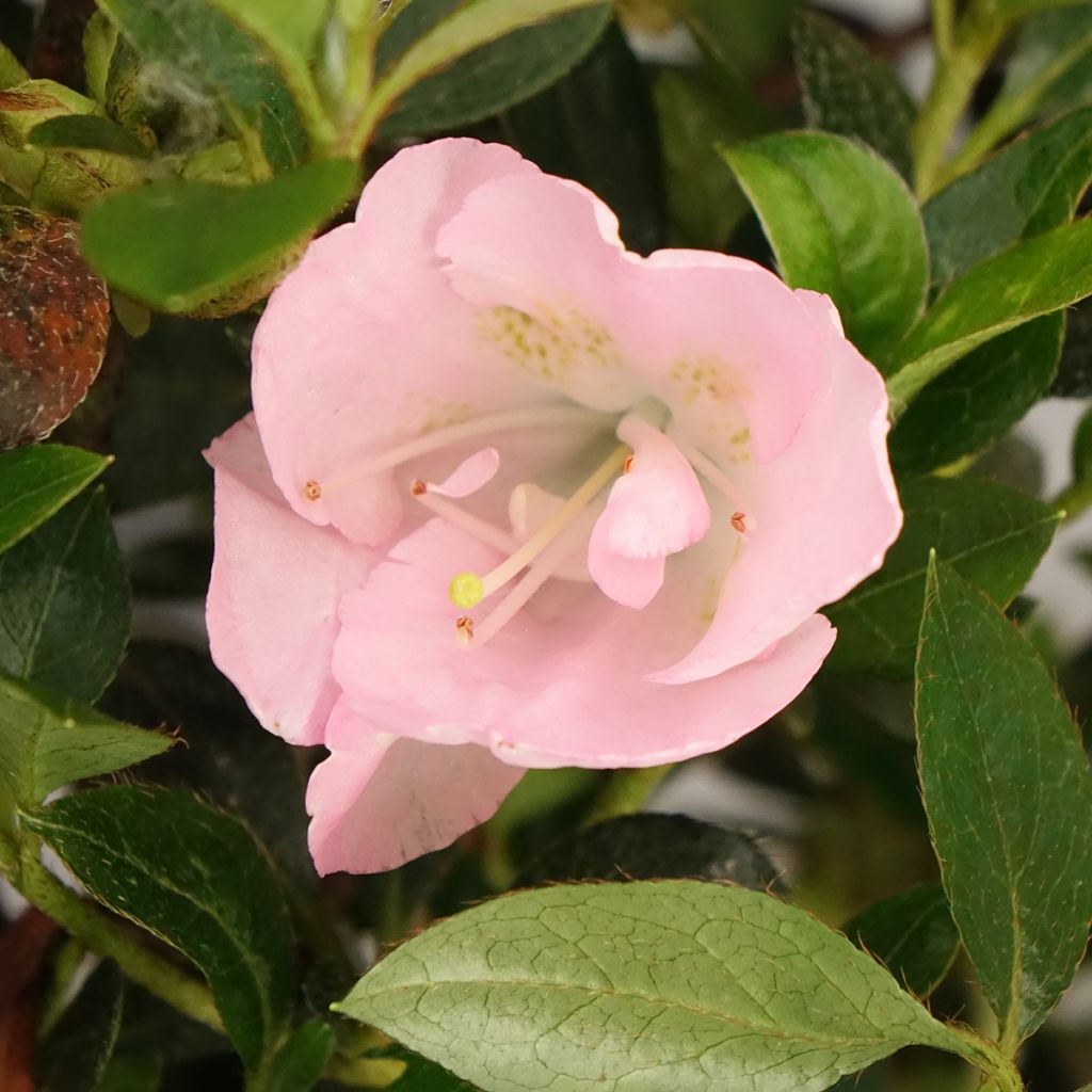 Azalée du Japon Haru No Sono - Rhododendron hybride