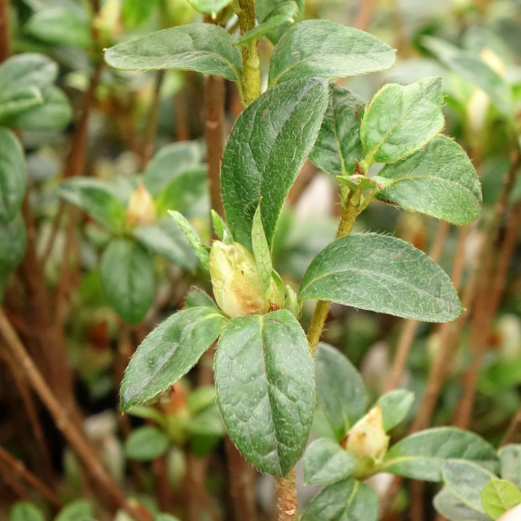Azalée du Japon Rêve de Lilas - Rhododendron hybride