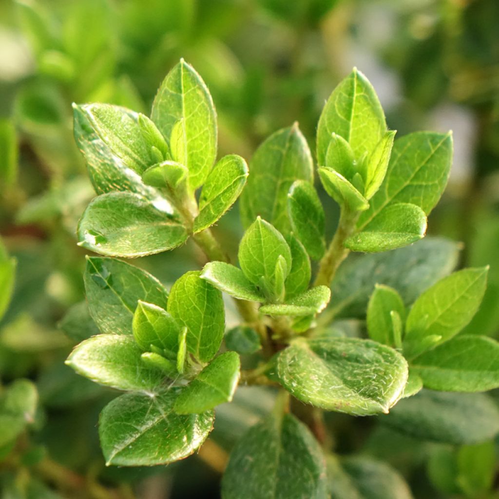 Azalée du Japon Sachsenstern - Rhododendron hybride