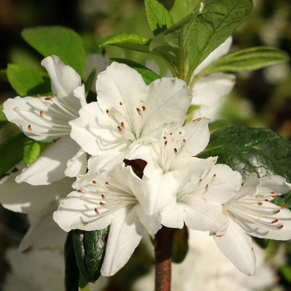 Azalée du Japon Schneewittchen - Rhododendron hybride