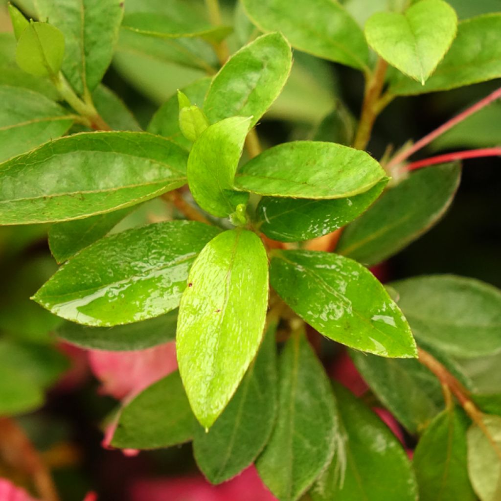 Azalée du Japon Vuyk's Rosyred - Rhododendron hybride.