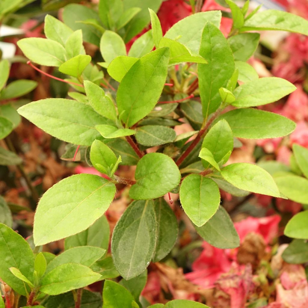 Azalée du Japon Vuyk's Scarlet - Rhododendron hybride.