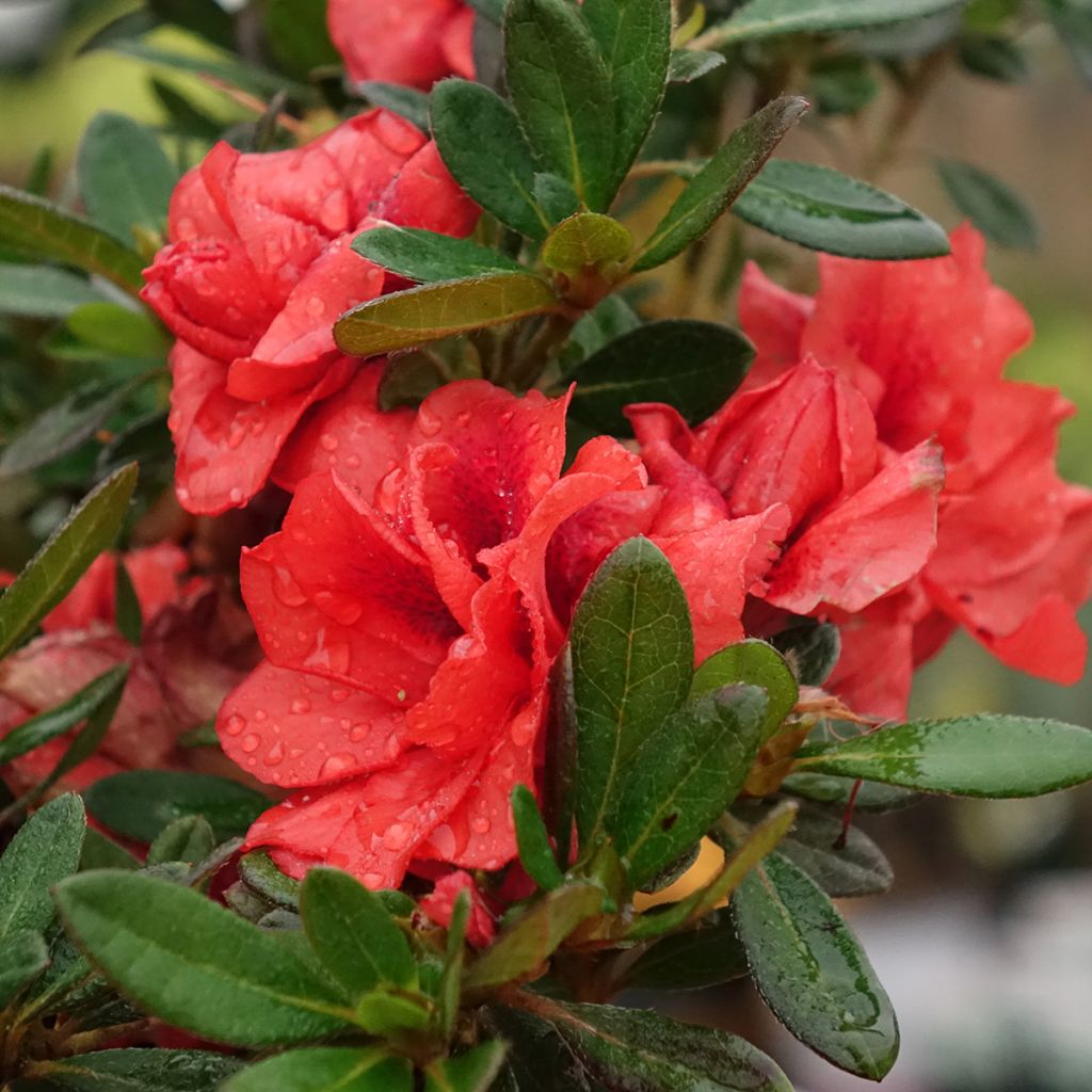 Azalée hybride REPETITA Coral - Azalée remontante
