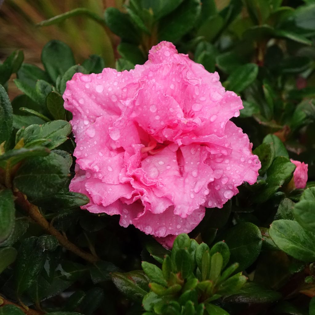 Azalée hybride Repetita Pink - Azalée remontante