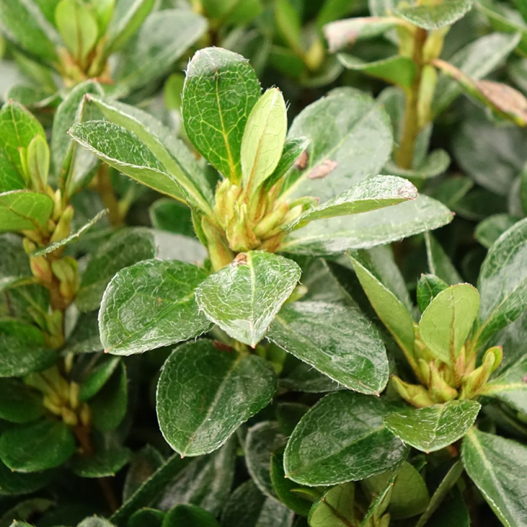 Azalée japonaise - Azalea japonica Izumi no mai