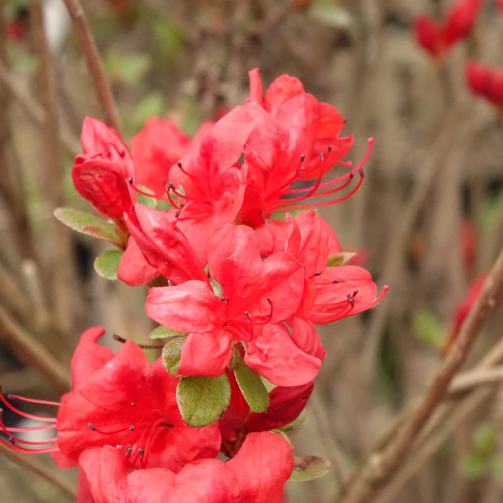 Azalée japonaise - Azalea japonica Stewartstonian