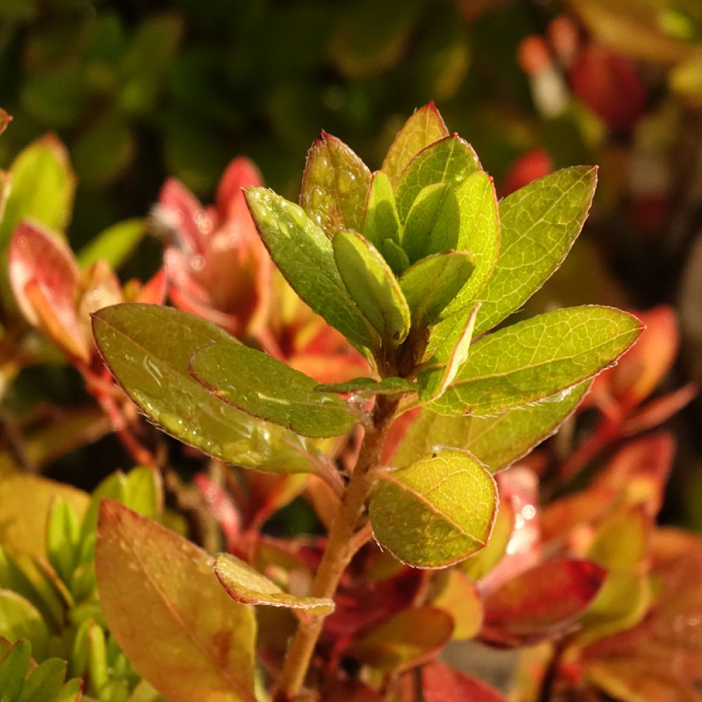 Azalée du Japon Vuyk's Scarlet - Rhododendron hybride.