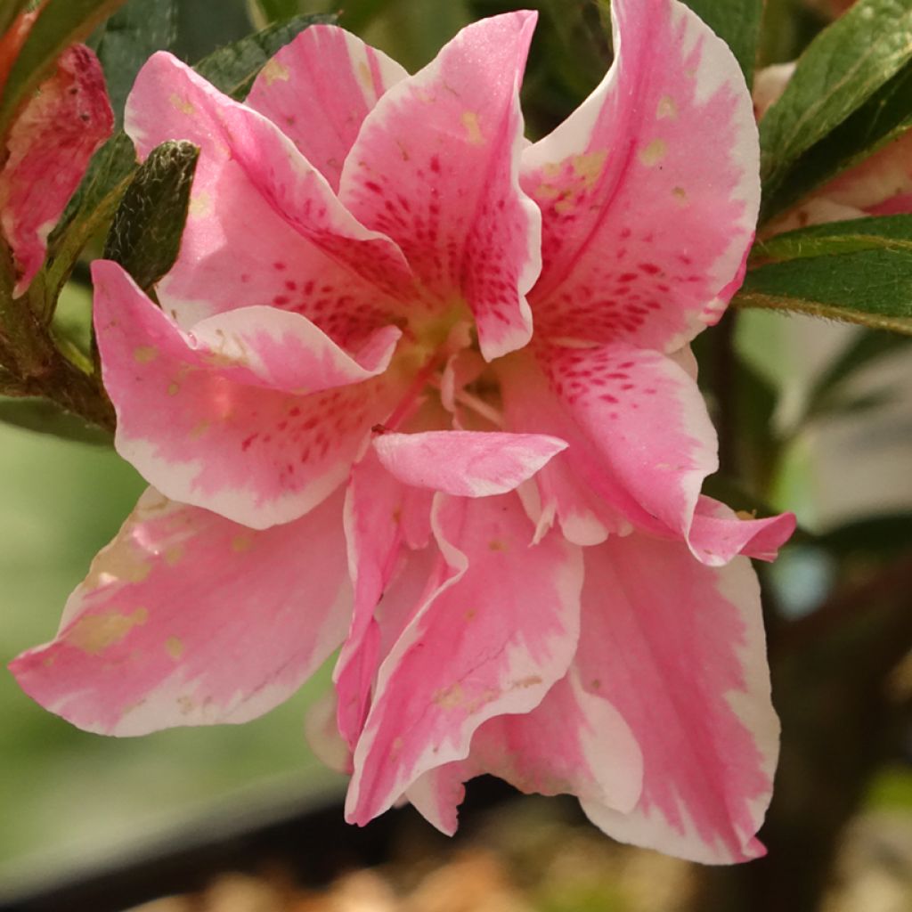 Azalée japonaise Melle - Rhododendron hybride