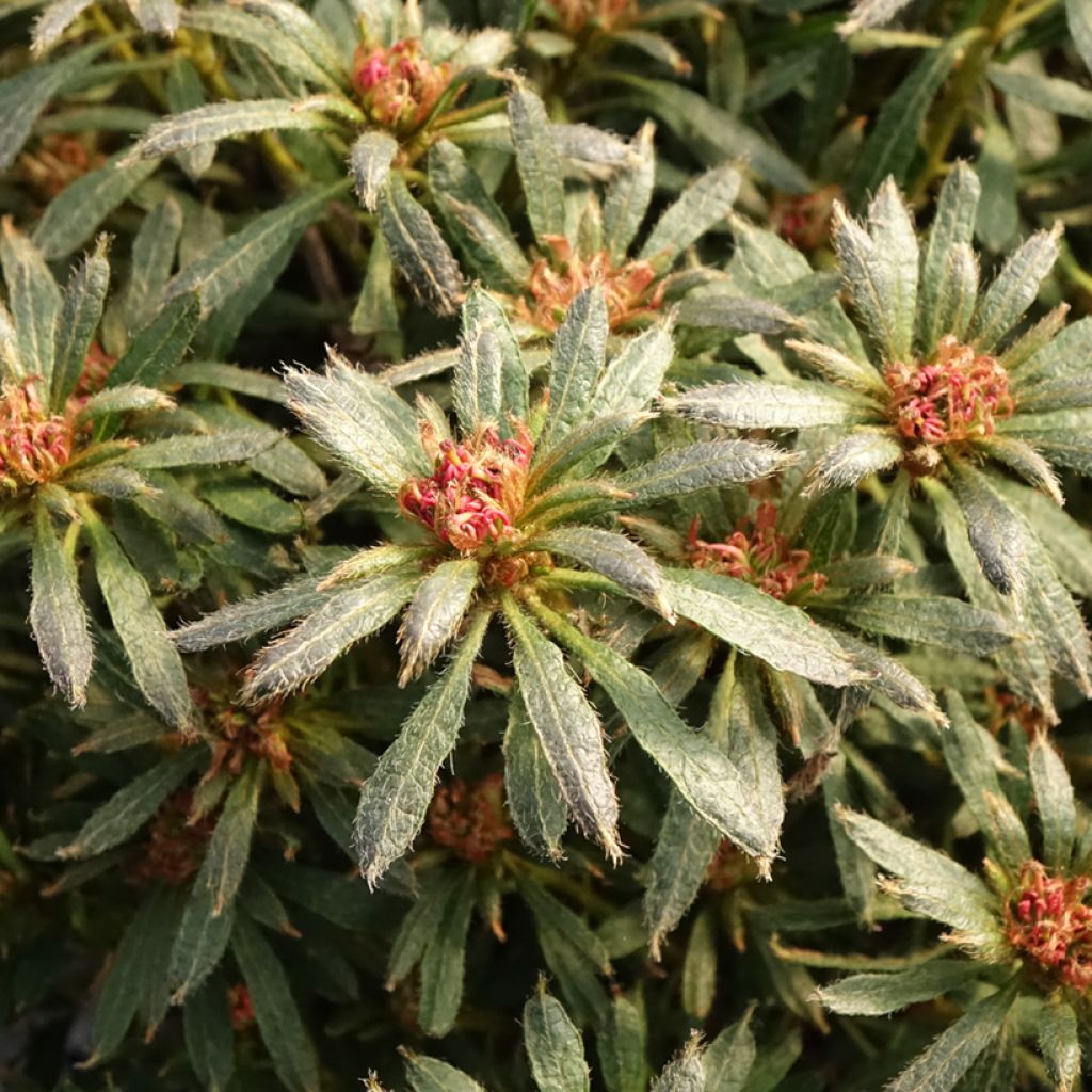 Azalée japonaise Star Style Violet - Azalea japonica