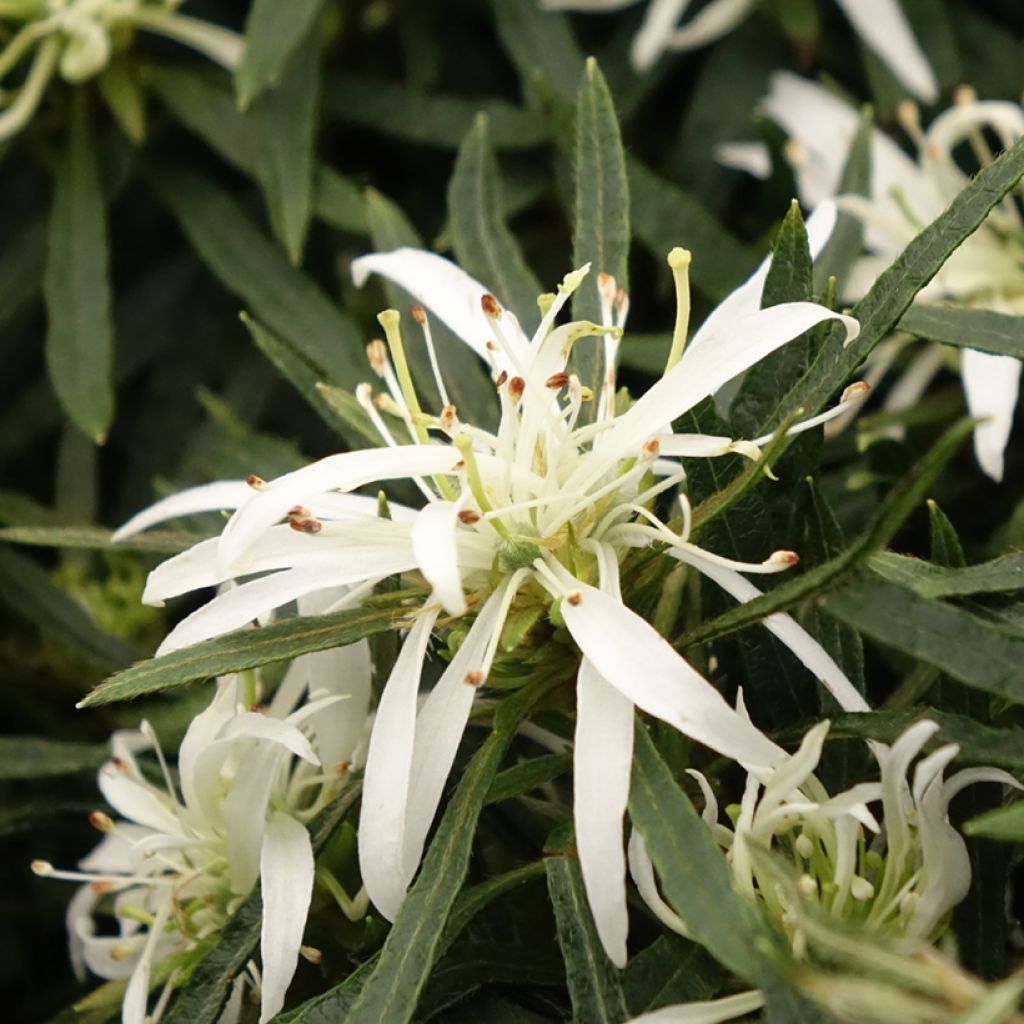 Azalée japonaise Star Style White - Azalea japonica
