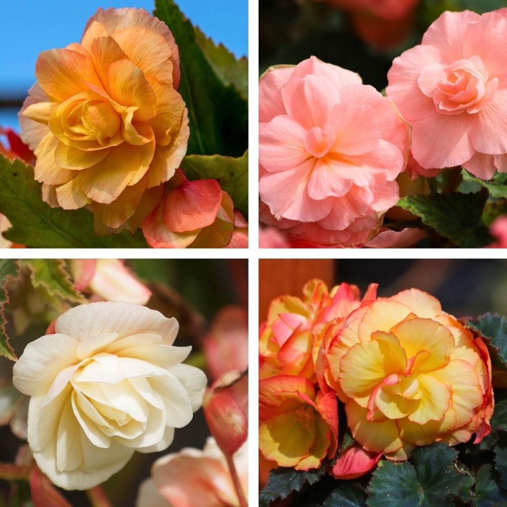 Begonia double pastel en mélange