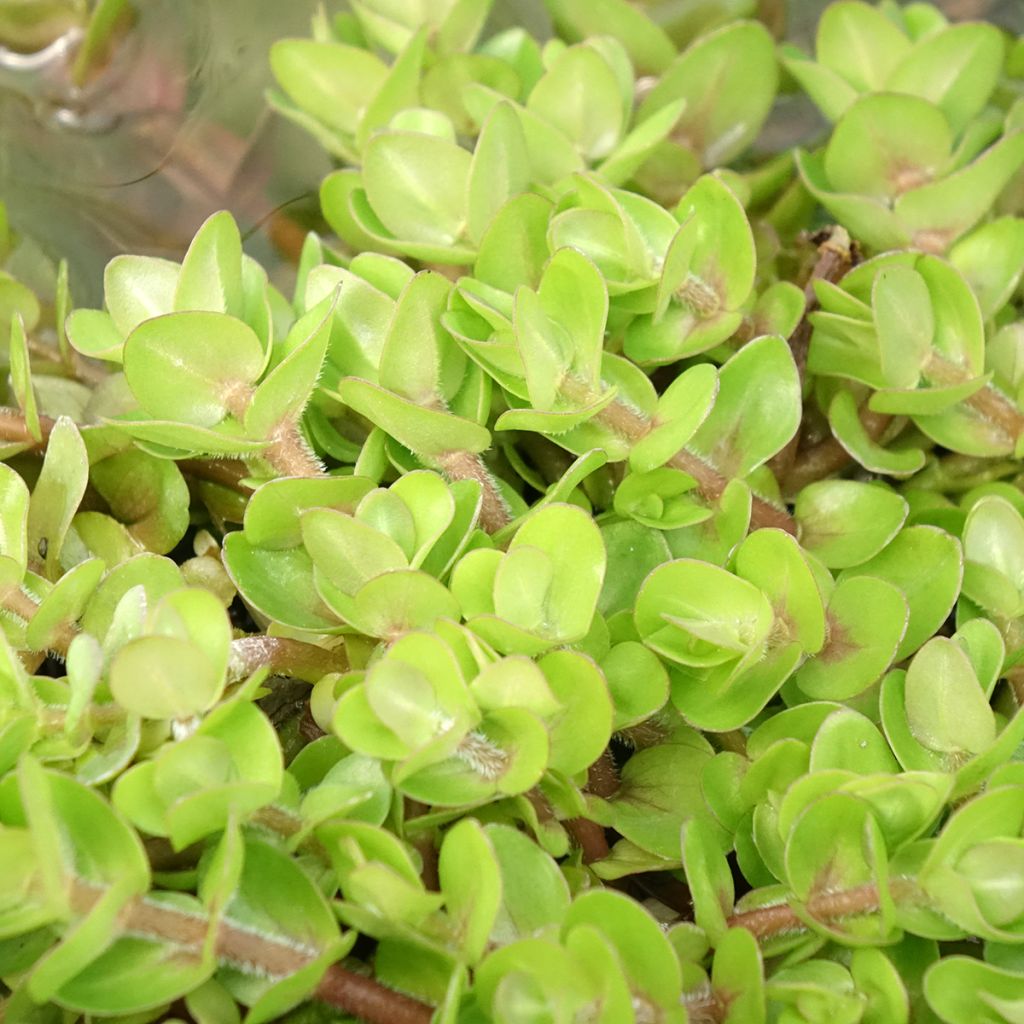 Bacopa caroliniana - Bacopa de Caroline