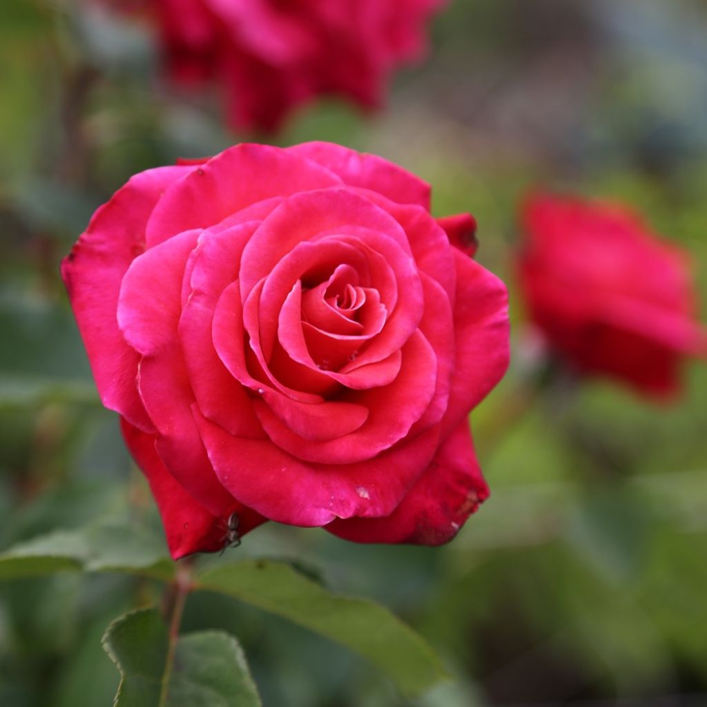 Rosier grimpant Cherry Explosion