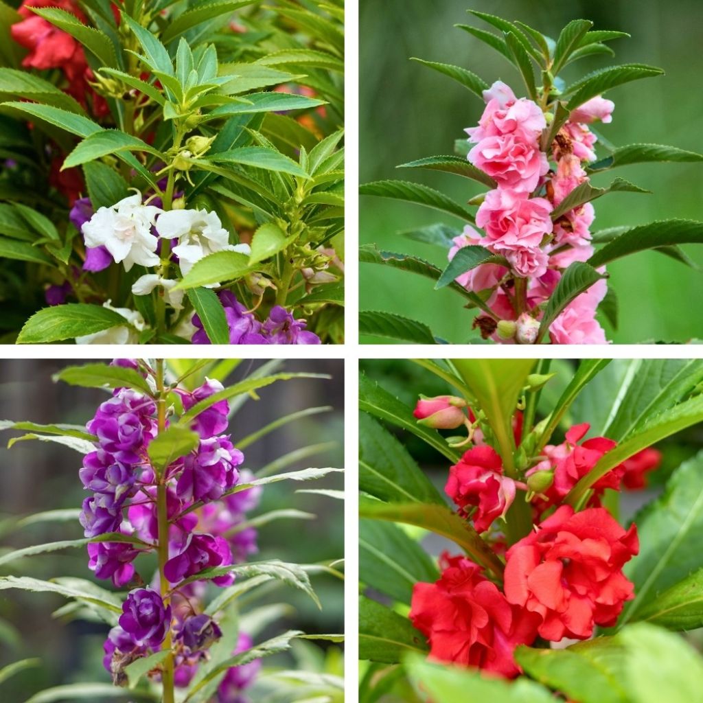 Graines de Balsamine à fleurs de camélia Mix  - Impatiens balsamina