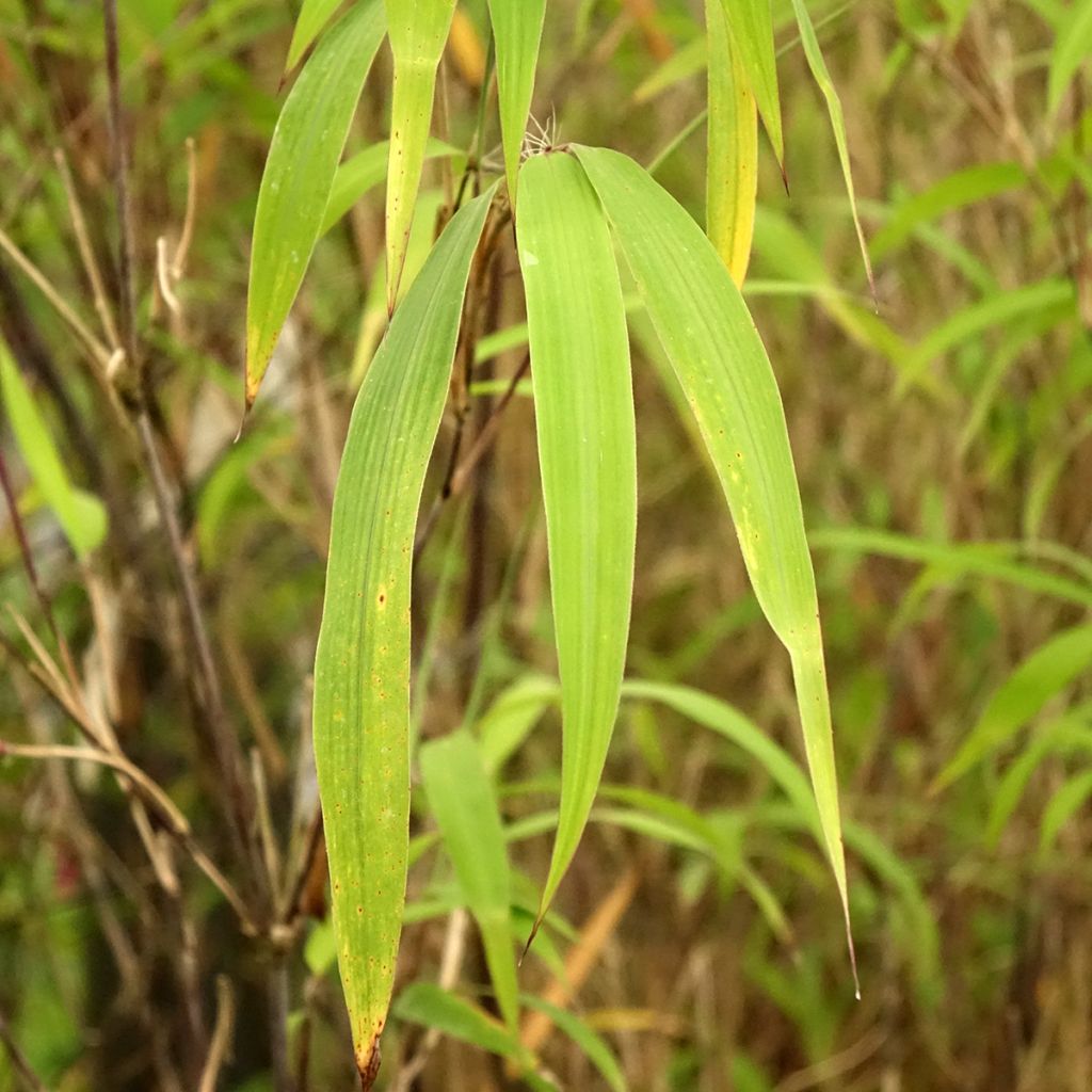 Bambou non traçant - Fargesia yunnanensis