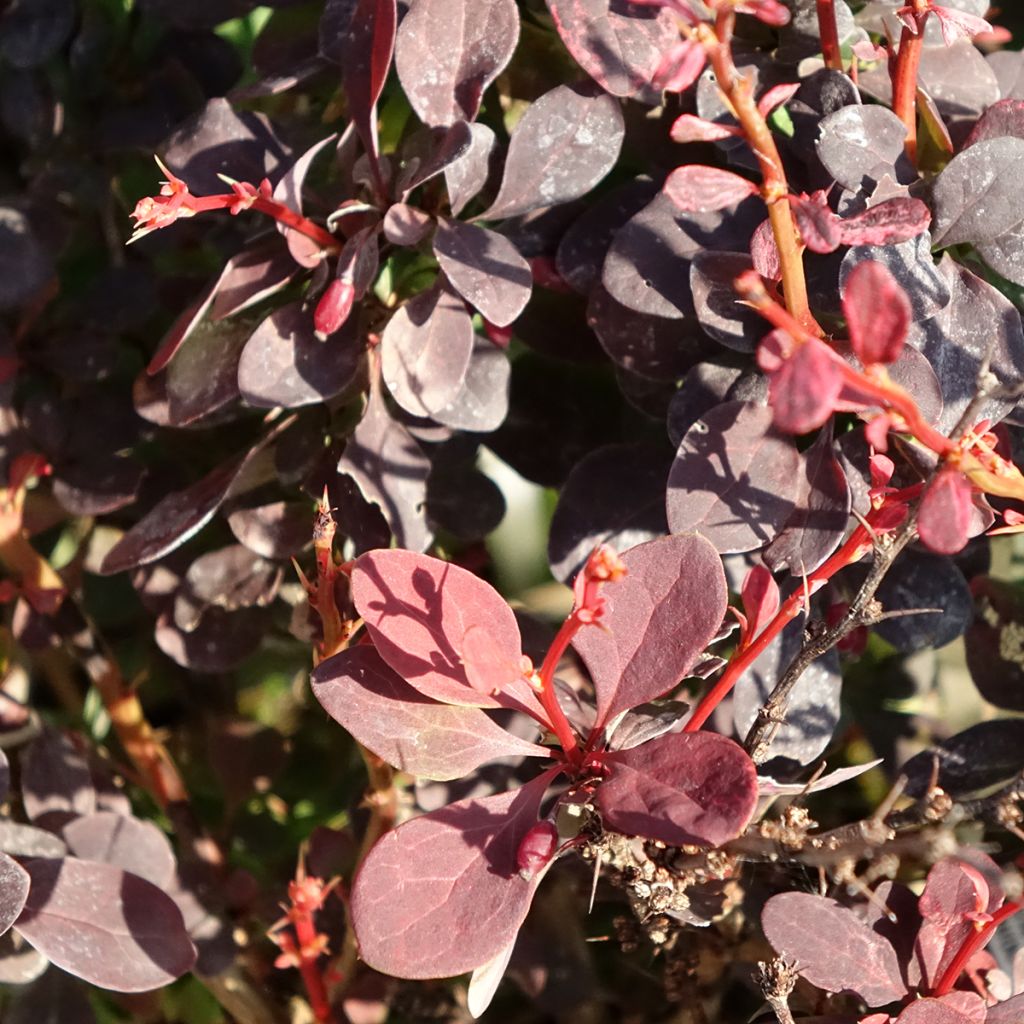 Beberis thunbergii Red Rocket - Epine-vinette