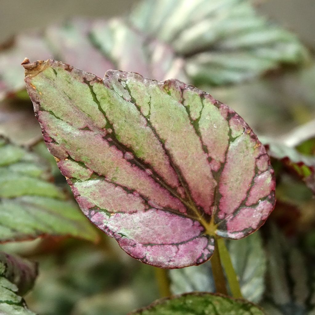 Begonia Rex Hugh McLauchlan