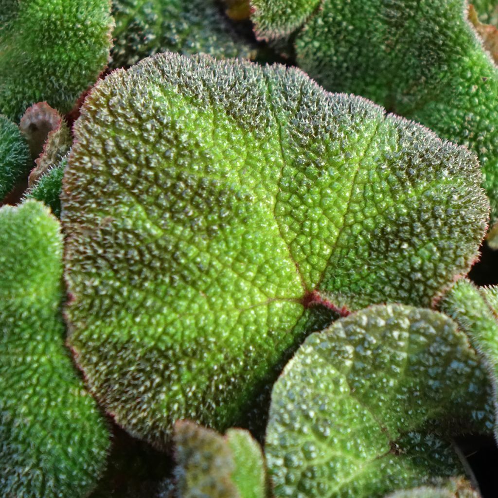 Begonia Rex Soli Mutata