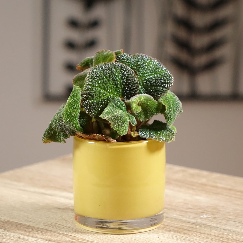 Begonia Rex Soli Mutata
