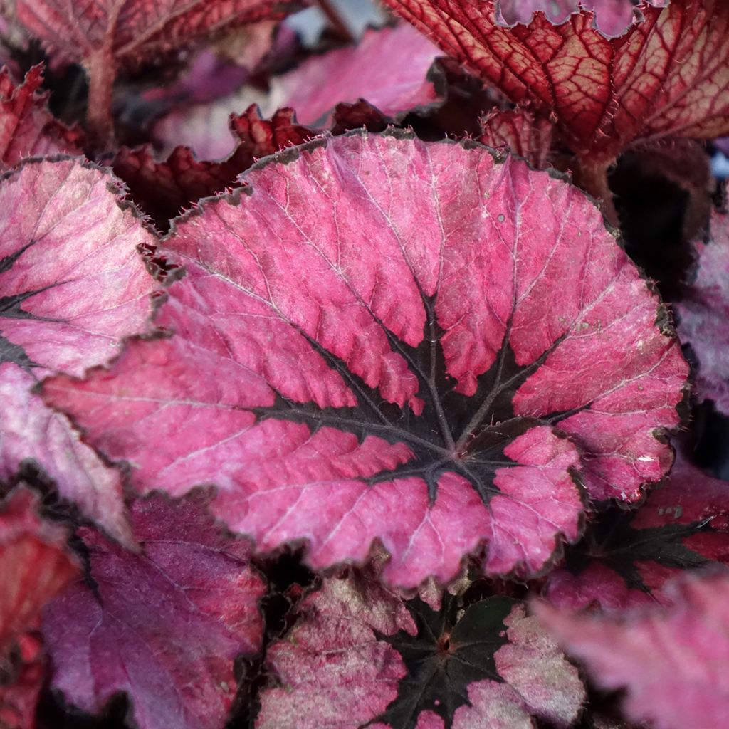 Begonia Rex Spirit of Kwale