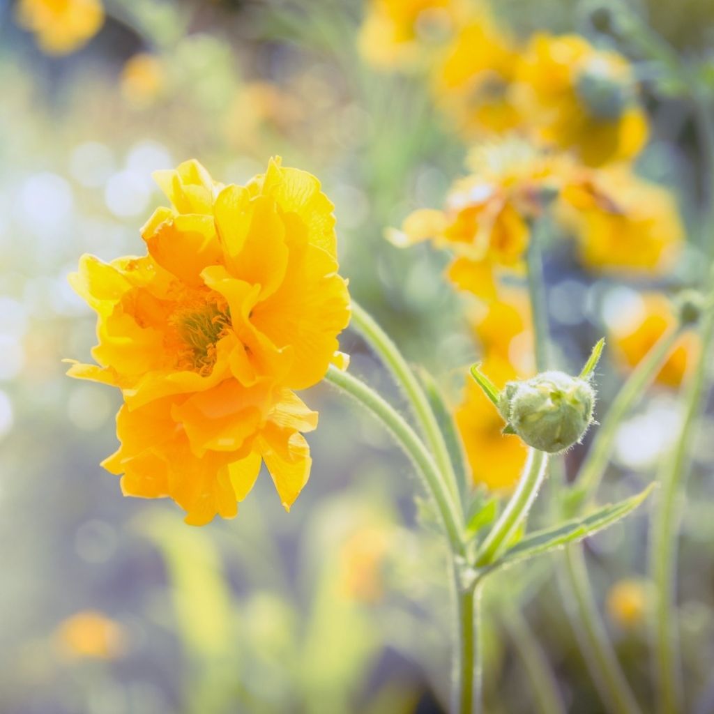 Geum chiloense Lady Stratheden - Benoîte