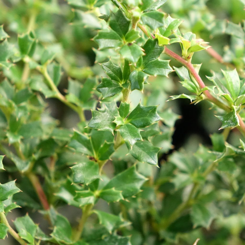 Berberis darwinii Compacta - Épine-vinette