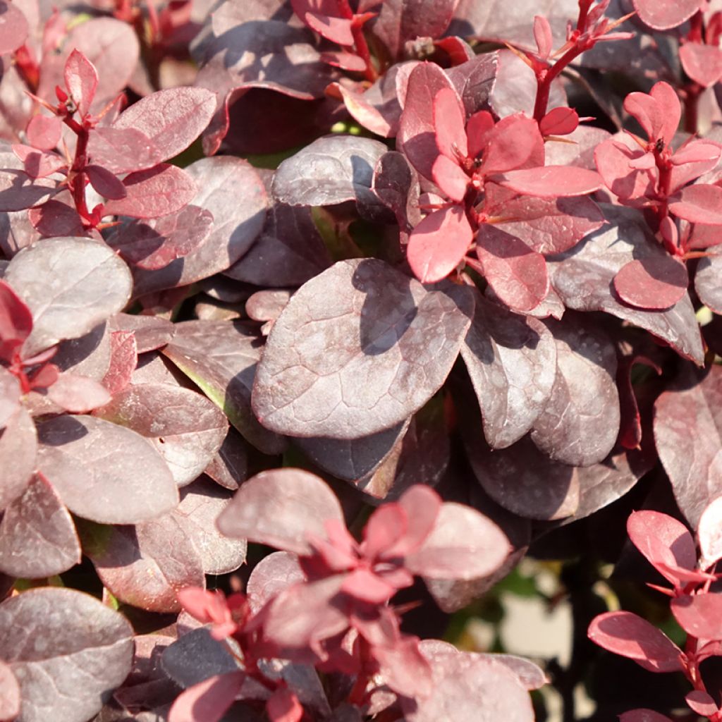 Berberis thunbergii Concorde - Épine-vinette