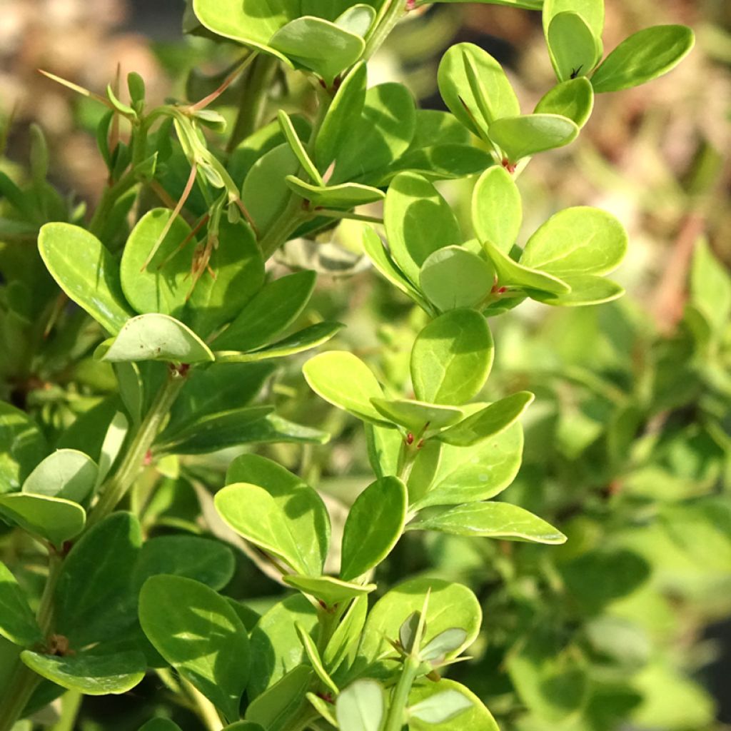 Berberis thunbergii Erecta - Epine-vinette