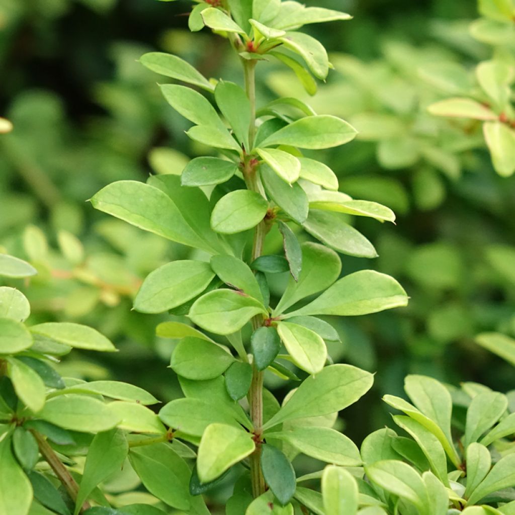Berberis thunbergii Golden Dream - Épine-vinette