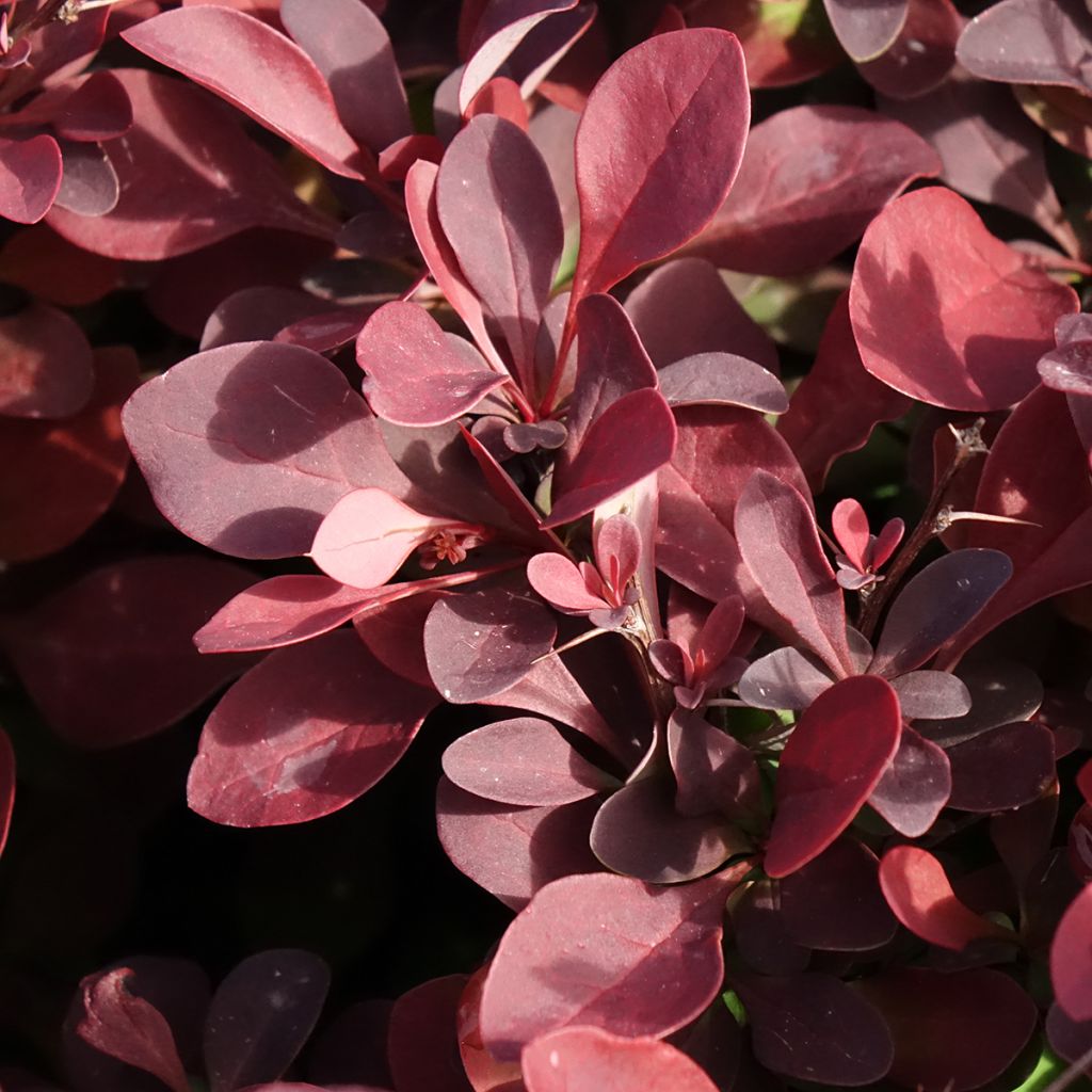 Berberis thunbergii Golden Ring - Epine-vinette